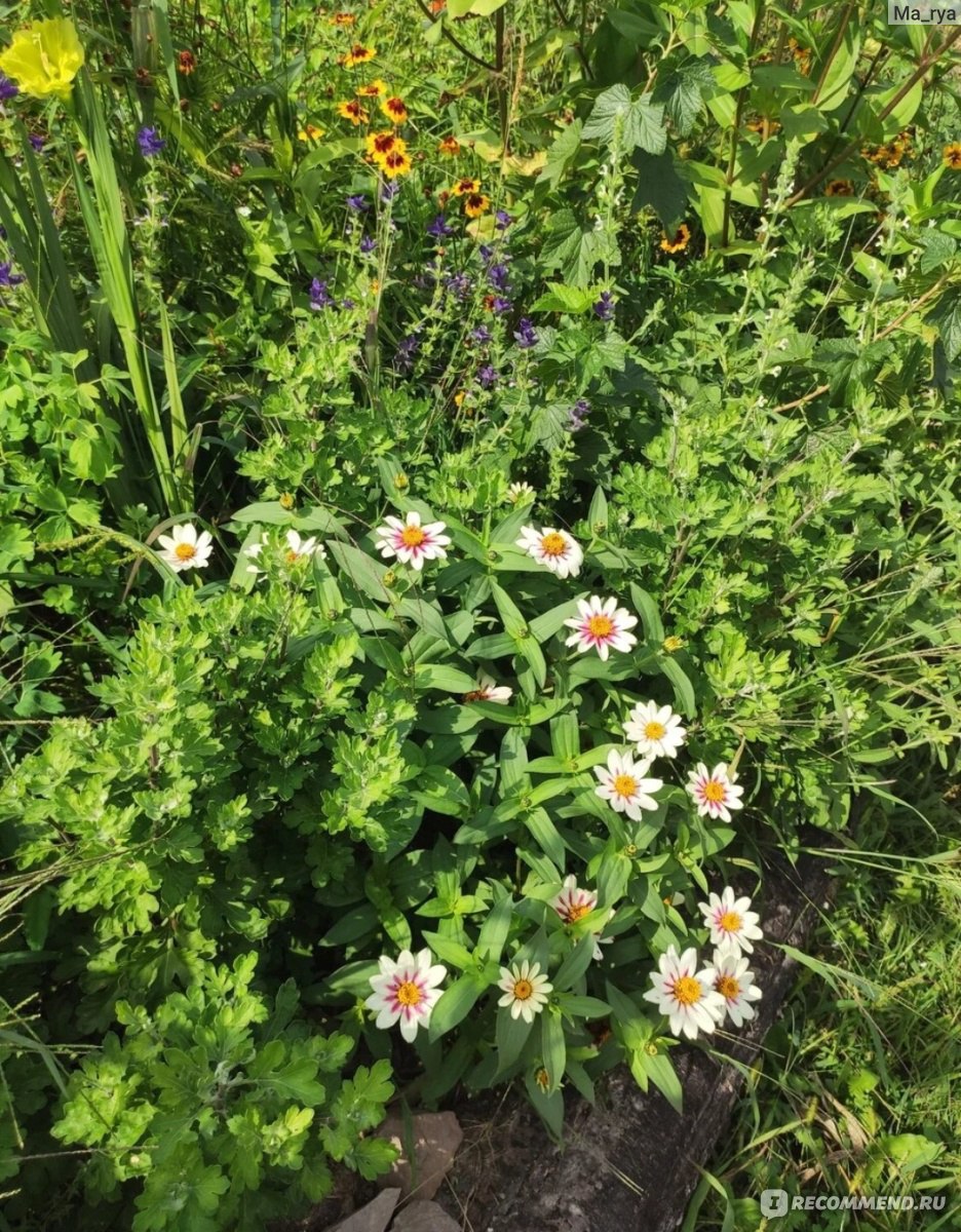 Қыздар жігіттердің есектерін жалайды full HD