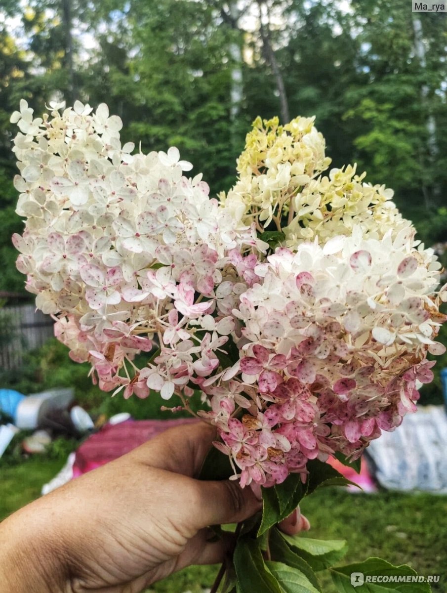 Гортензия метельчатая Ваниль Фрайз (Hydrangea paniculata Vanille Fraise) -  «✓Проверенный временем сорт! Берите, не пожалеете!👍» | отзывы