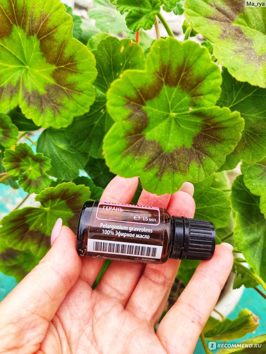 Эфирное масло DoTerra Герань - «Противоречивая герань - ты или влюблена в  этот аромат, или его не переносишь! В чем секрет?» | отзывы