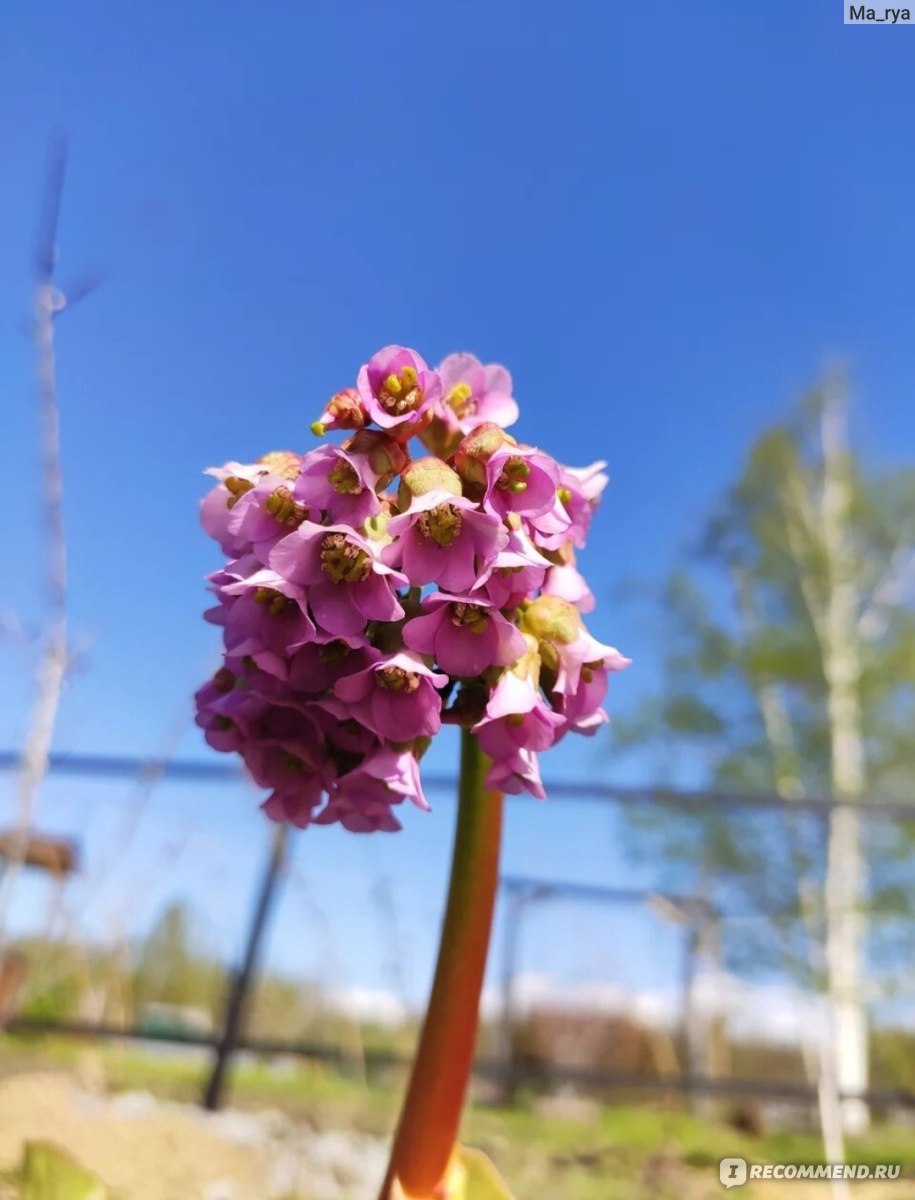 Бадан толстолистый (Вergenia crassifolia ) - «Не только украшение сада, но  и ароматный монгольский чай! Фото сада с весны до осени 👇» | отзывы