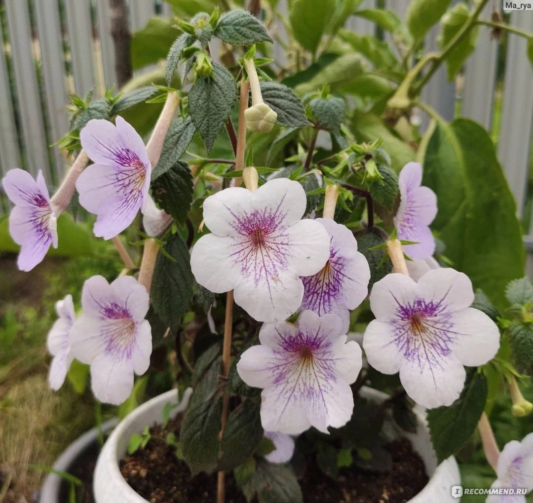 Achimenes longiflora