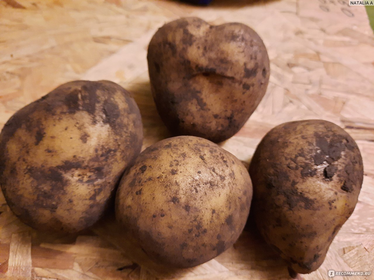 Целый картофель со специями в микроволновой печи — рецепт с фото пошагово