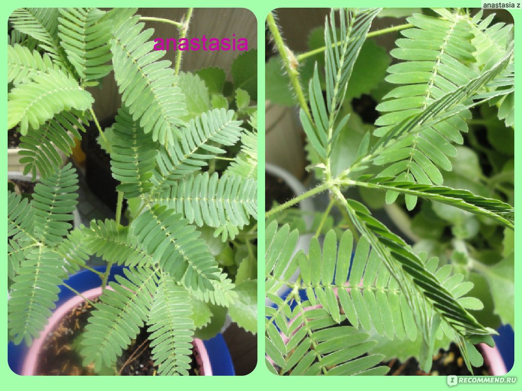 Мимоза Стыдливая (Mimosa Pudica) - «Очень интересное растение,но к нему  тоже нужен подход и не заигрываться с ее особенностью)))» | отзывы