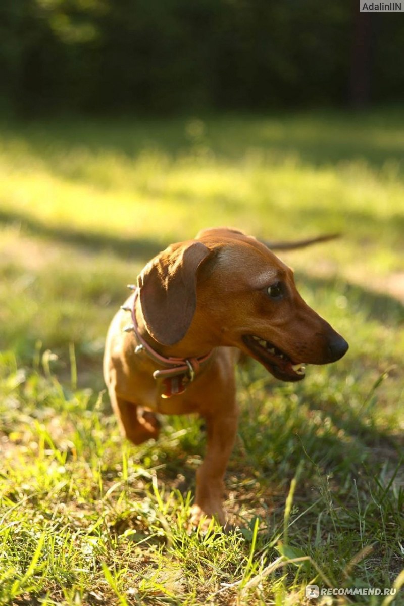 Такса / Dachshund - «Не думала, что в жизни у меня будет такса. Теперь хочу  вторую!» | отзывы