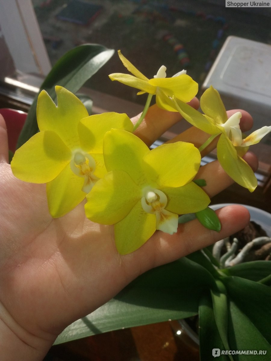 Орхидея Phalaenopsis Sogo Meili - «Моя любимая Phalaenopsis Sogo Meili ! Солнечное  чудо на вашем подокойнике!» | отзывы