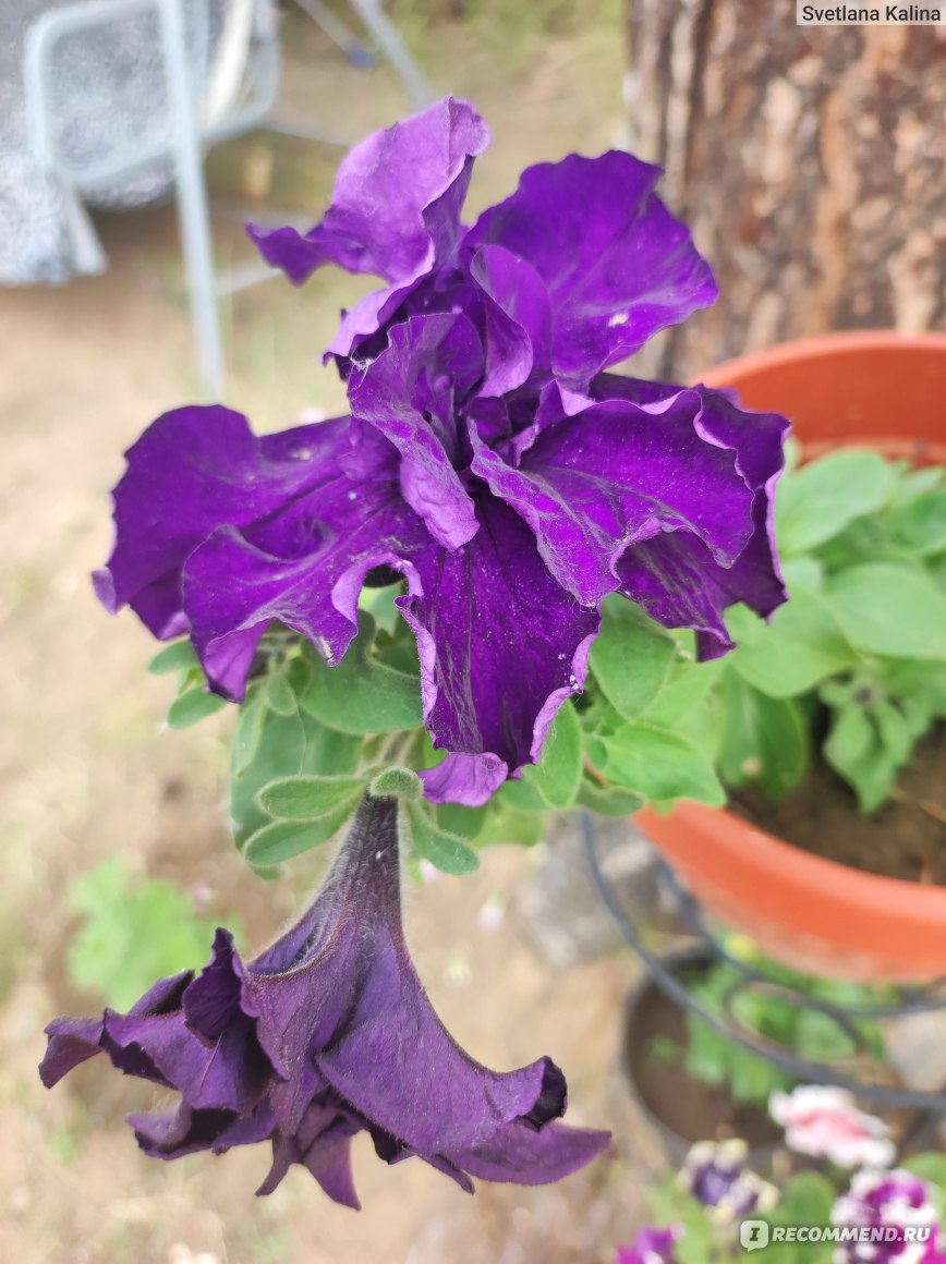 Петуния дабл каскад блю Petunia grandiflora double - «Красивая петуния, но  слишком нежная, плюс пересорт» | отзывы