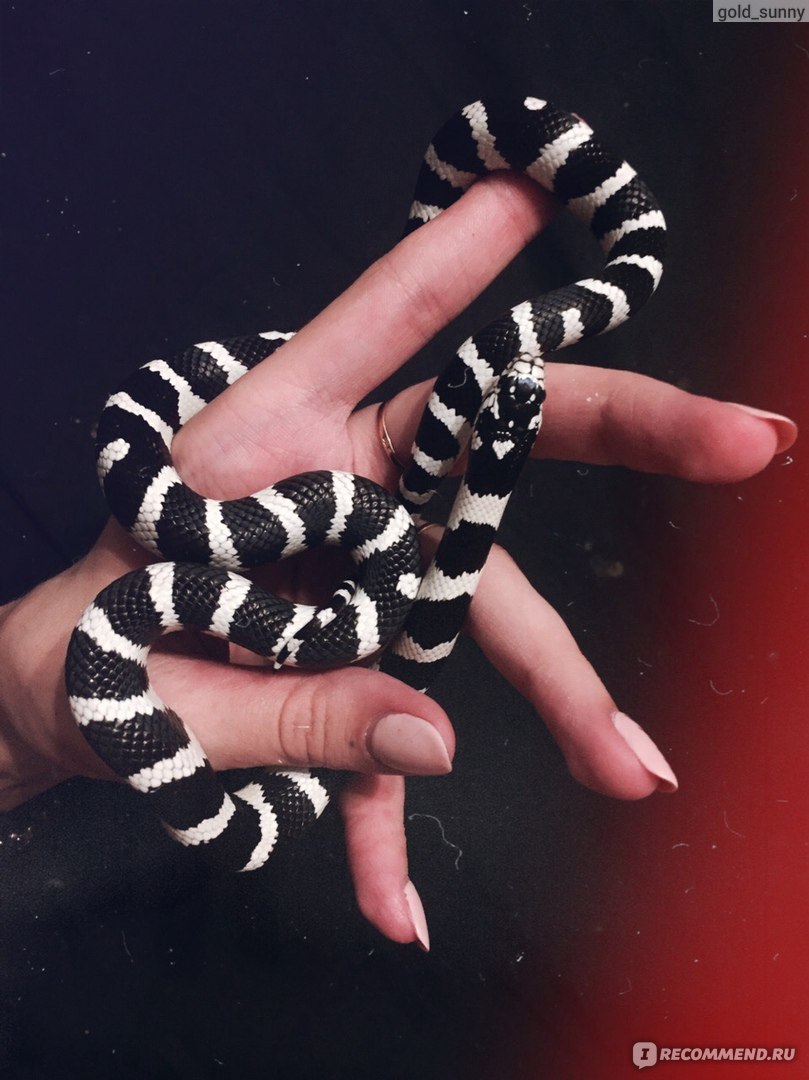 Королевская калифорнийская змея (Lampropeltis getula californiae) - «Завела  дома змею и избавила себя от 90% гостей в квартире. Покажу кормление, сброс  шкурки и ее любовь к хозяевам. + ОЧЕНЬ МНОГО ФОТО» | отзывы