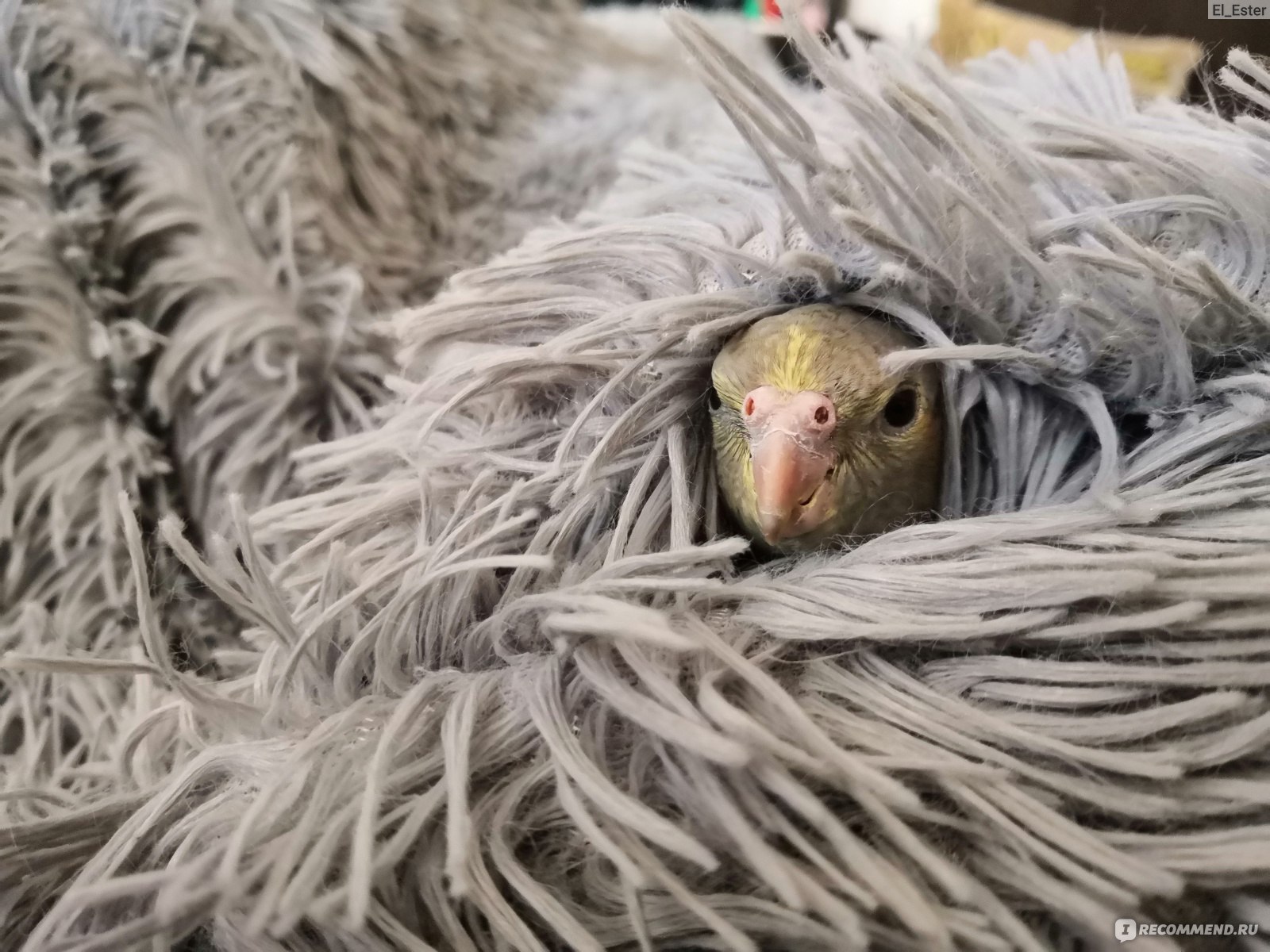 Изготовление гнезда для волнистого попугая