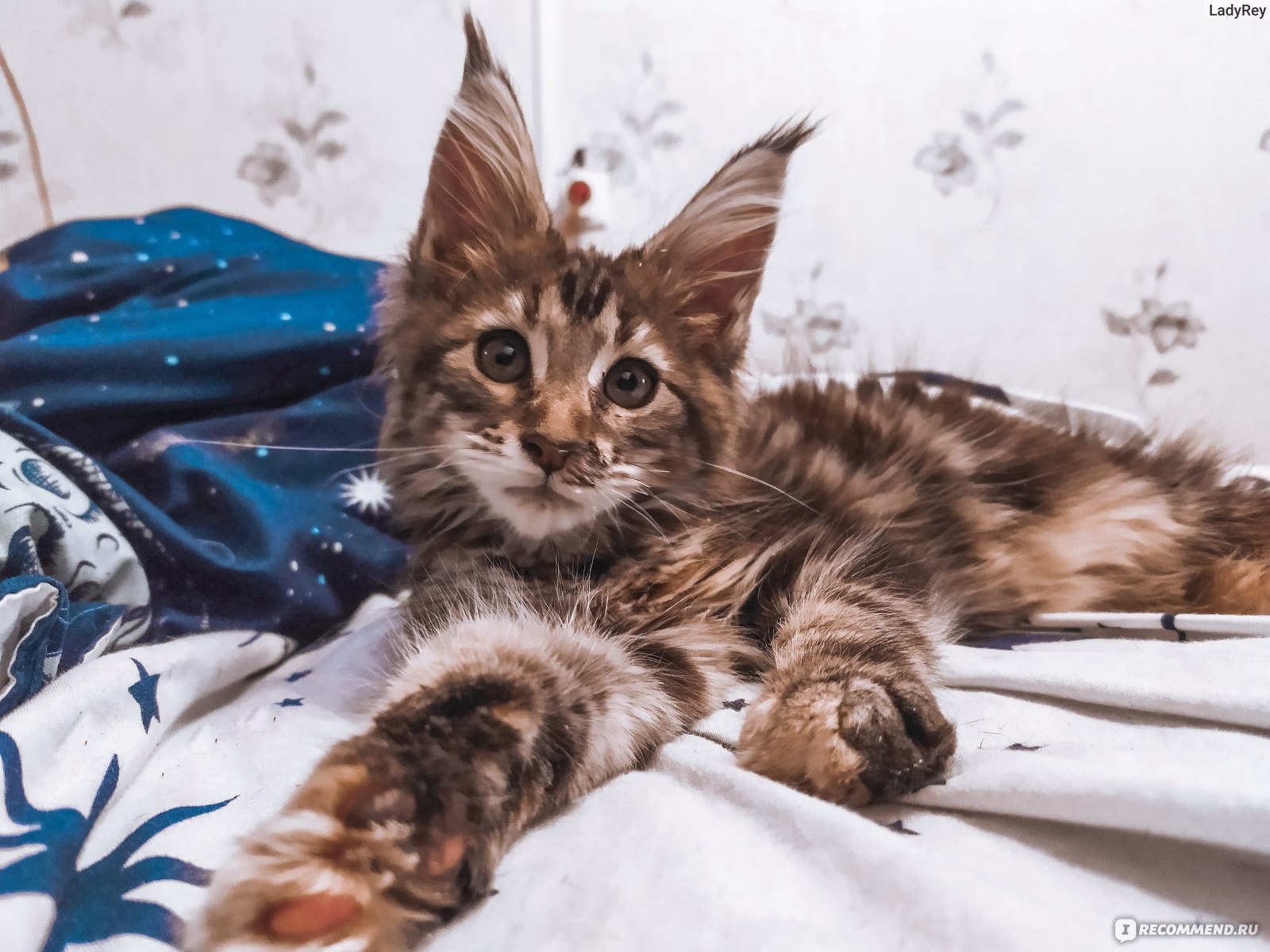 Мейн-Кун / Maine Coon - «Мейн-Куны, дети и собаки в одной квартире (много  фото)» | отзывы