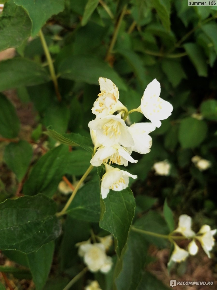 Ароматный майский цветок