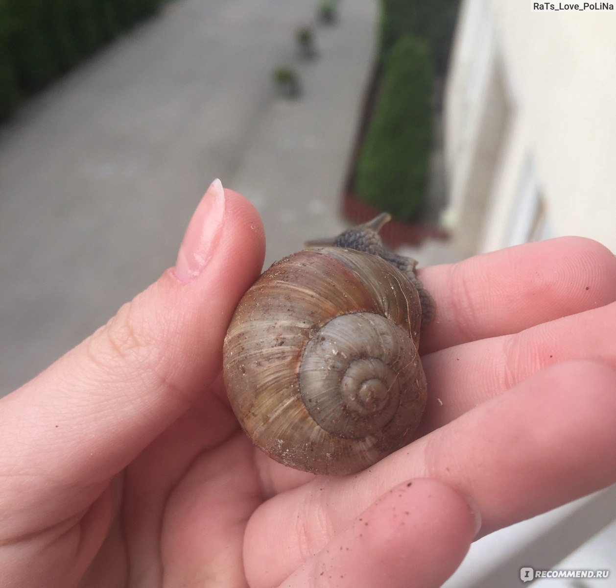 Сухопутные улитки - «🐌Ээх... Ну почему меня вечно тянет на всё необычное?  Вот и сейчас завела каких-то слизняков с ракушкой! Тьху! Расскажу всё что  знаю об этих тихих питомцах. Моя коллекция 20+