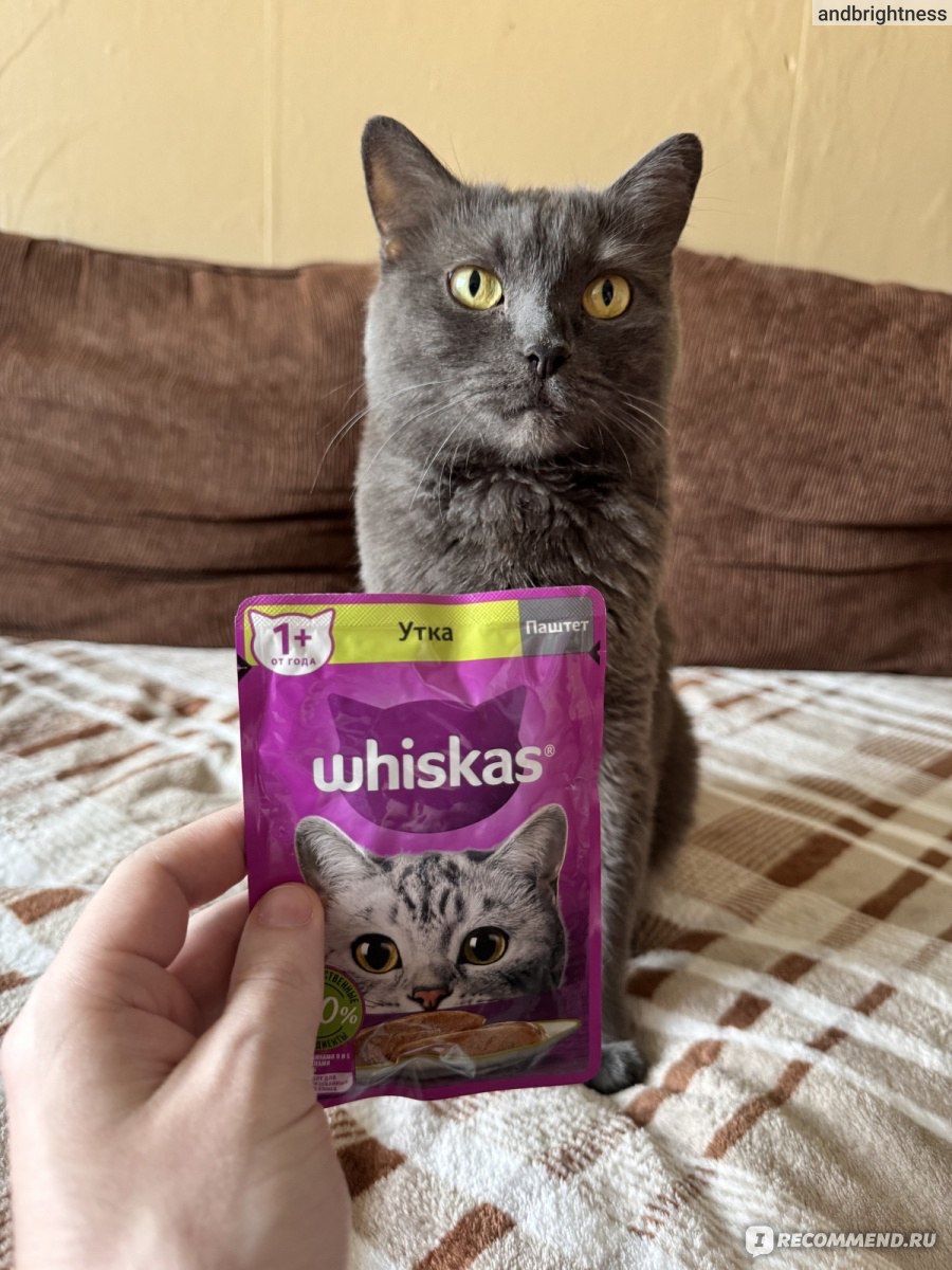 Корм для кошек Whiskas Паштет с уткой - «хороший корм, любимый питомцем» |  отзывы