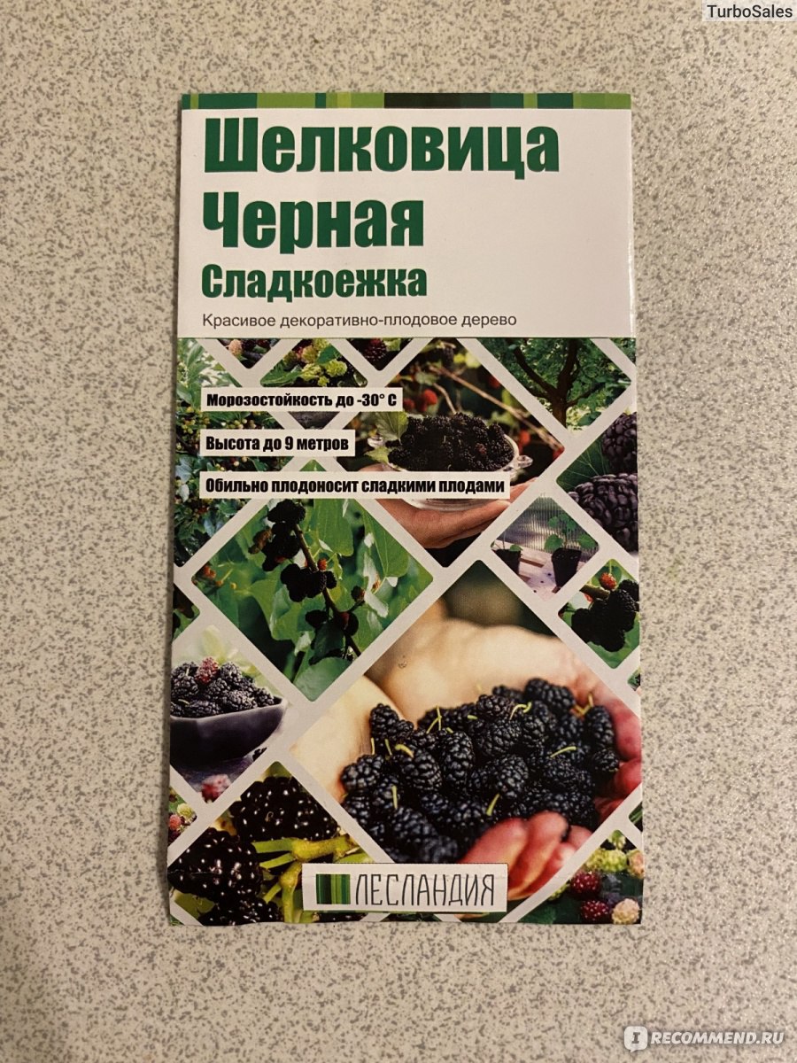 Семена Шелковица Чёрная Сладкоежка от «ЛЕСЛАНДИЯ» - «Долго, но интересно» |  отзывы