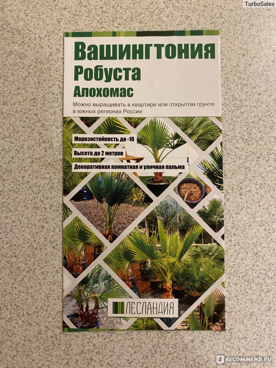 Вашингтония Робуста Алохомас от «ЛЕСЛАНДИЯ» - «Пальма будет расти!» | отзывы