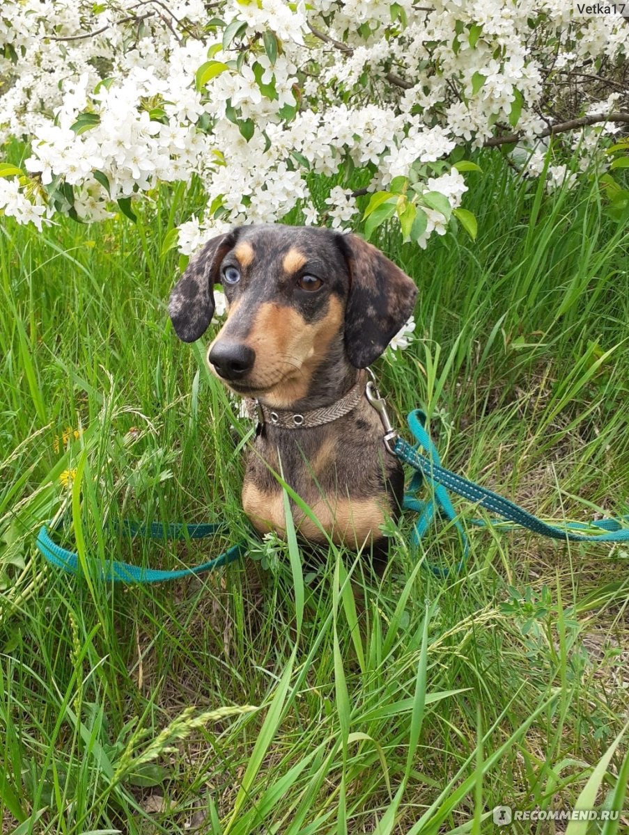 Такса / Dachshund - «Большая собака в маленьком тельце» | отзывы