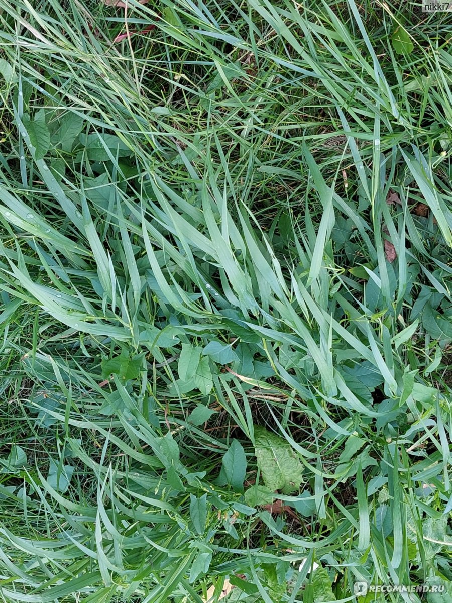трава пырей фото полезные свойства