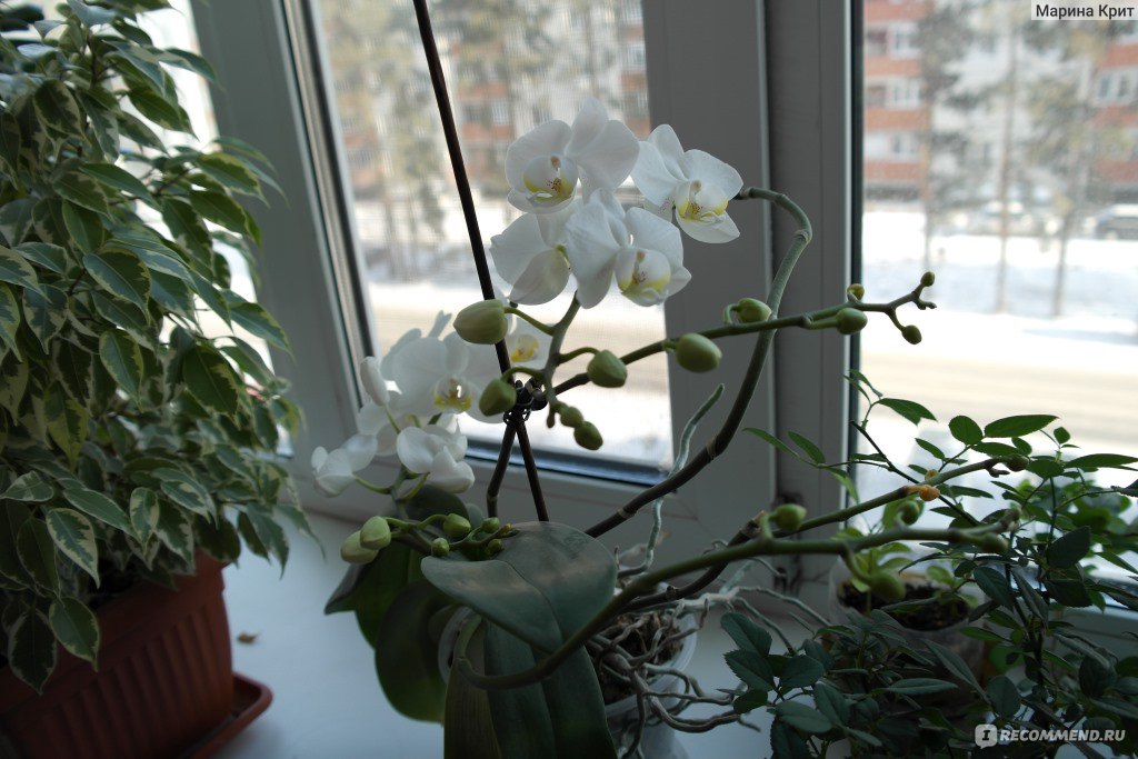 Importflora - Орхидеи мира // Каталог // Ching Hua Orchids // Dendrobium