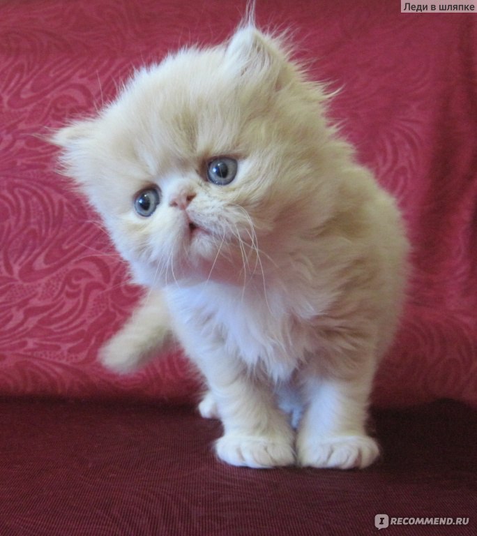 Экзотическая короткошерстная - «Персидские котятки + много фото» | отзывы