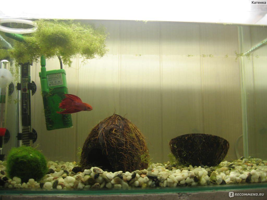 Мини-аквариум с петушком: содержание и уход