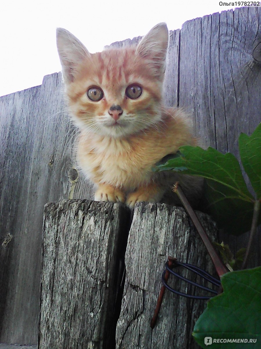 Адская кошка My Cat From Hell - «Вы еще не любите кошек? Тогда мы идем к  Вам...» | отзывы