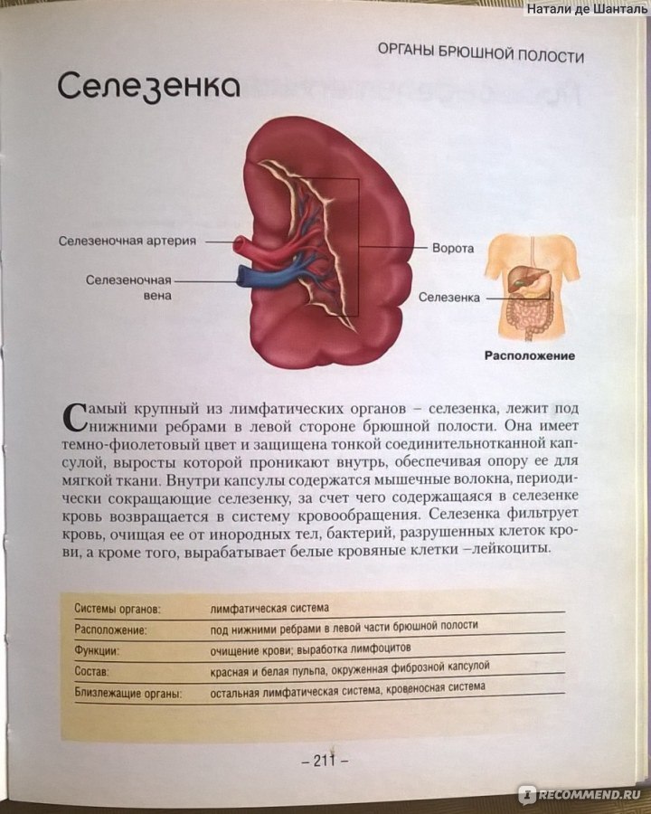 Селезенка это орган. Анатомия человека органы селезенка. Внутренние органы человека селезенка.