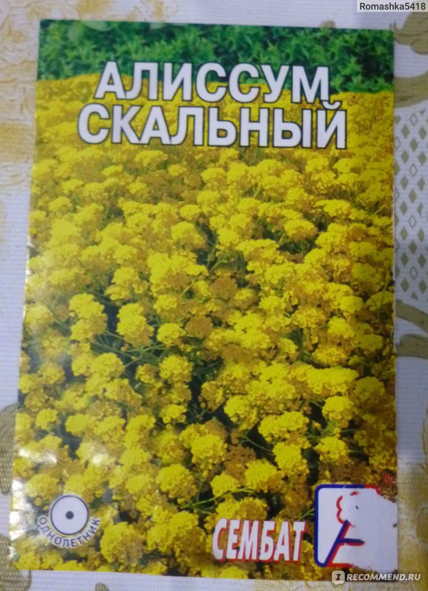 Алиссум - «Неприхотливое растение с очень ароматными цветками» | отзывы