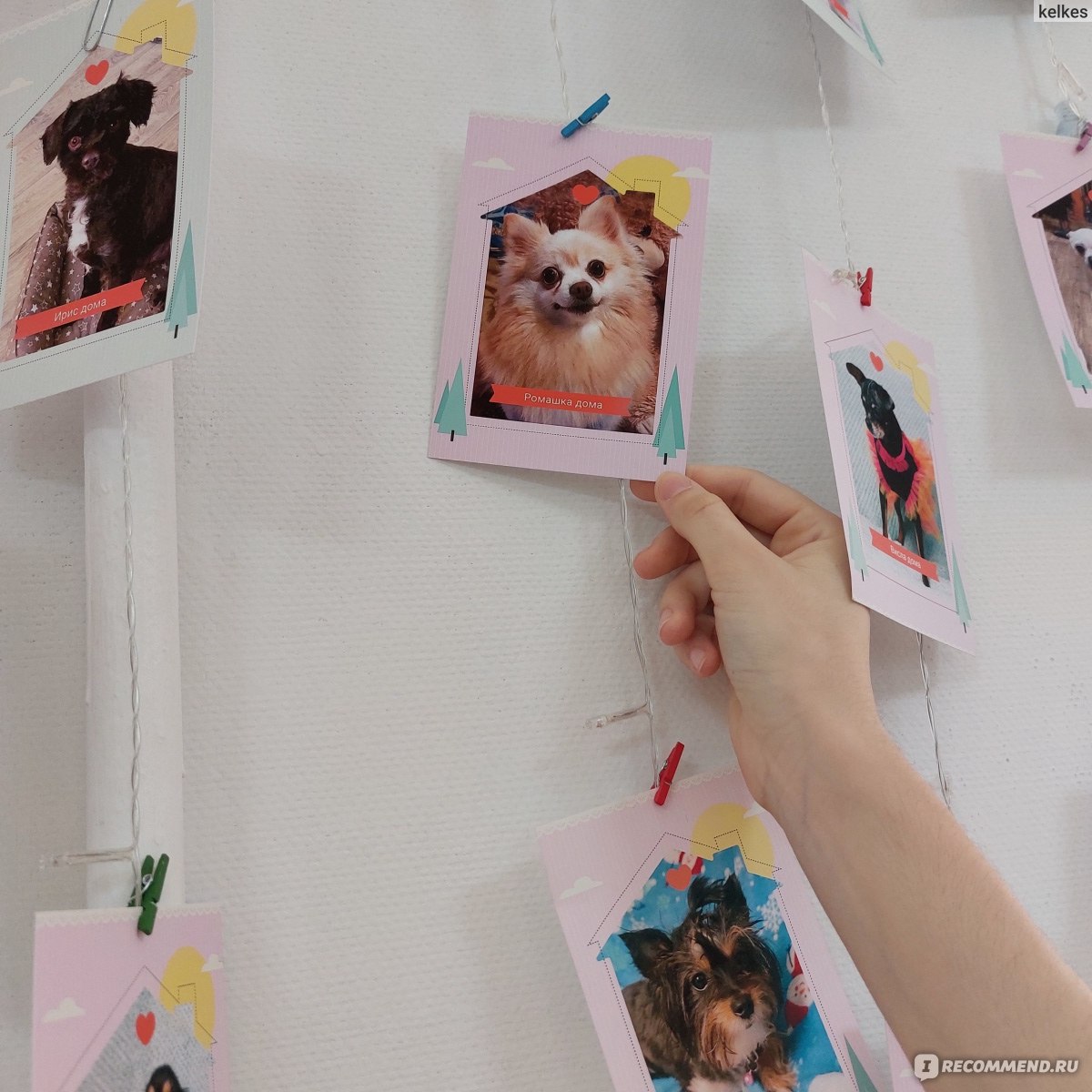 Приют для собак мелких пород "Домик  мелкашей", Москва фото