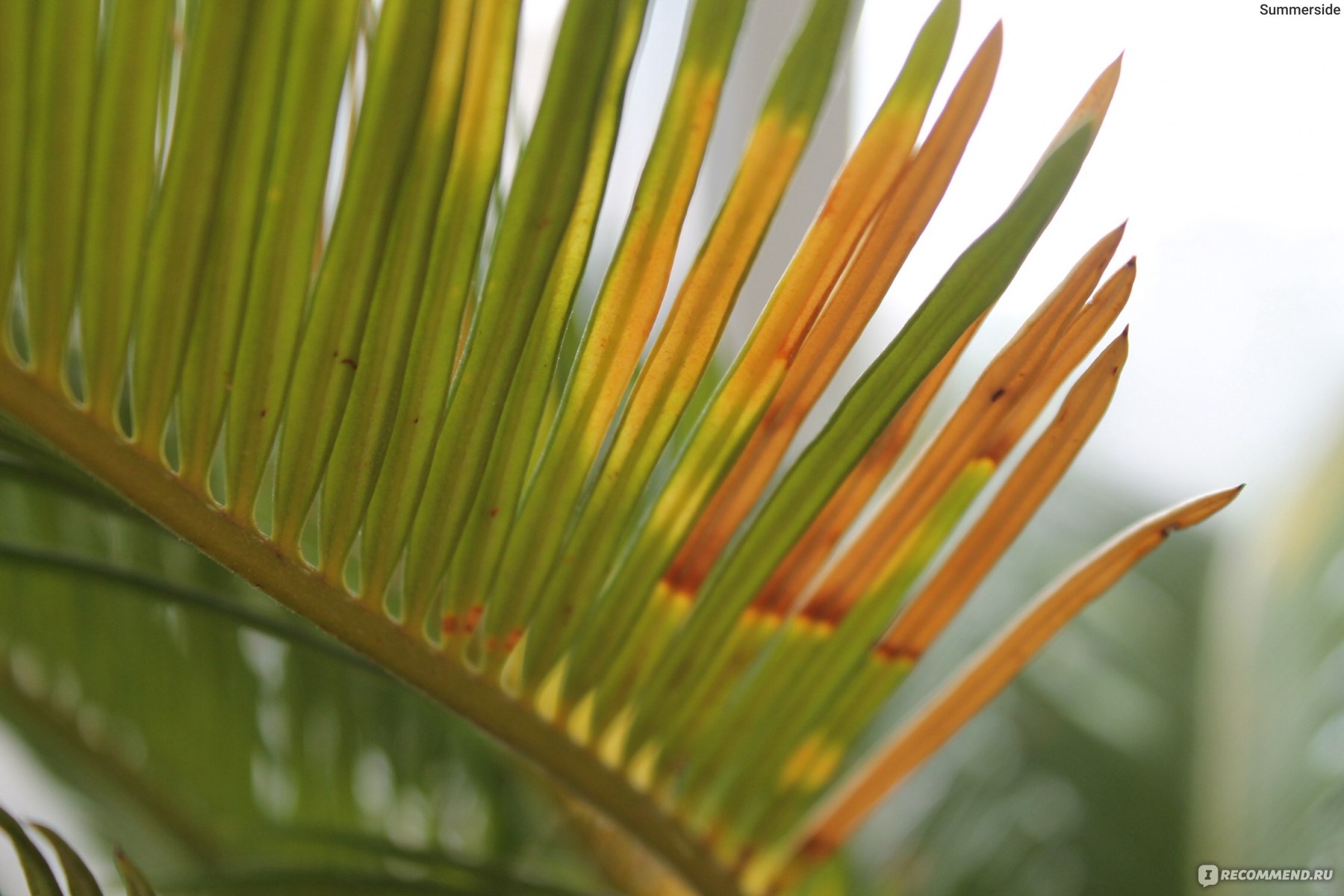 Цикас / Саговник / Cycas фото