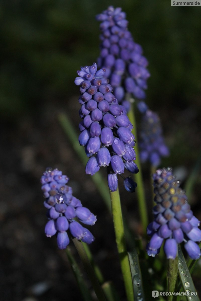 Мускари (Muscari) - «? Удивительное - рядом. Гадючий лук ?Мышиный гиацинт.  Или привычнее - Мускари. Поляна изящных, нежных синих цветов - это совсем  несложно. А вам нравится Мускари?» | отзывы