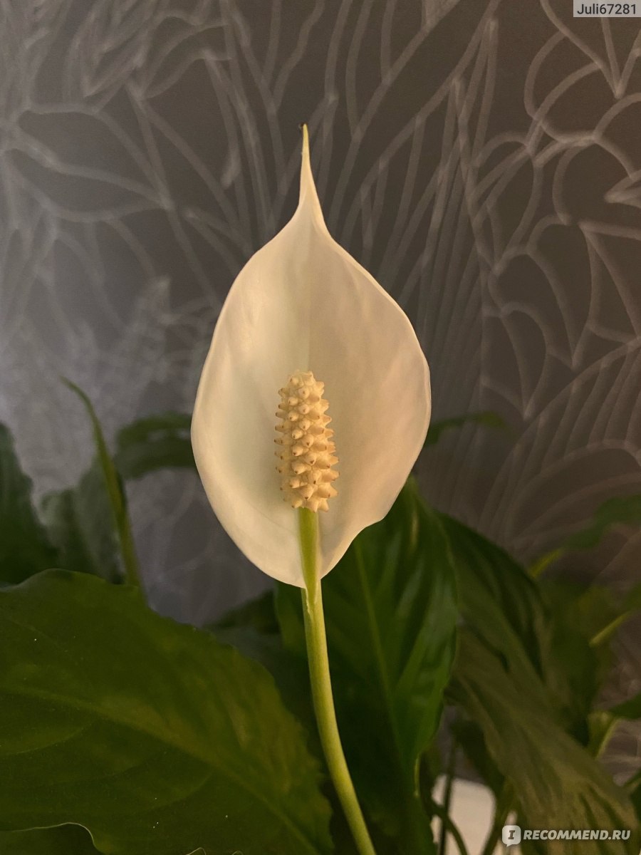 Спатифиллум / Spathiphyllum - «🍃Как обрести женское счастье🍃» | отзывы