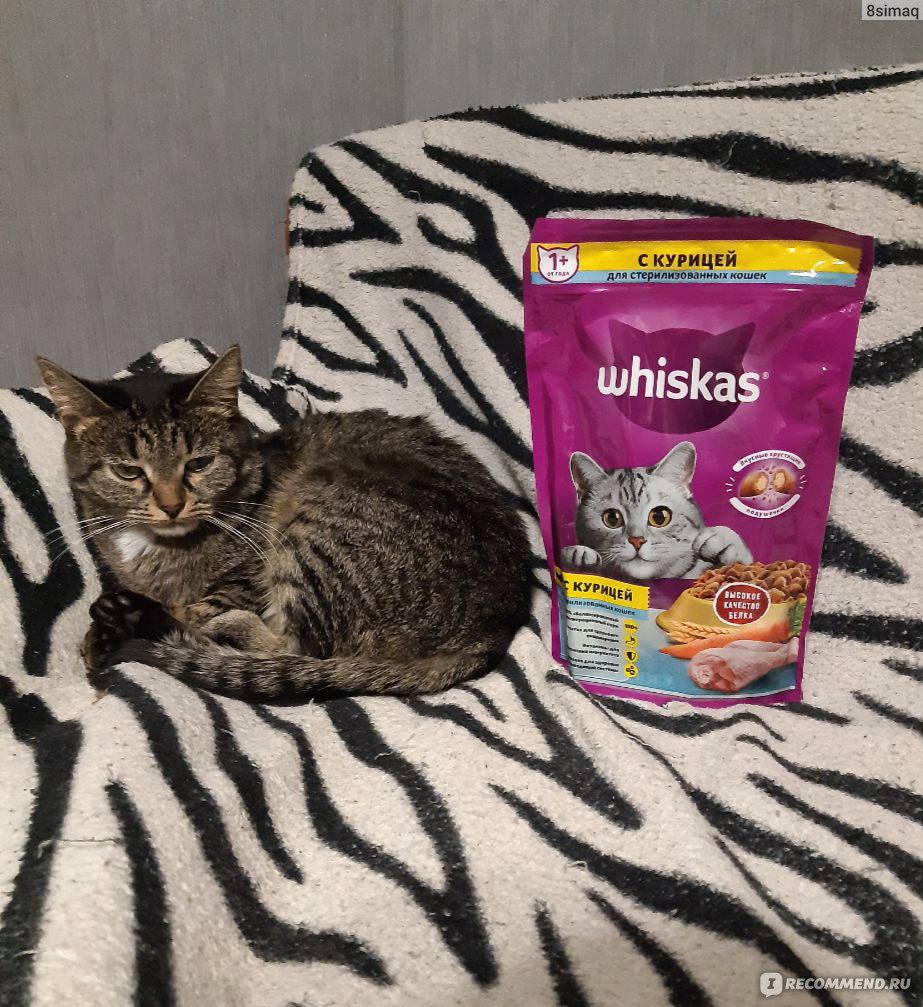 Корм для кошек Whiskas с курицей и вкусными подушечками - «Мурзик ест с  аппетитом!» | отзывы