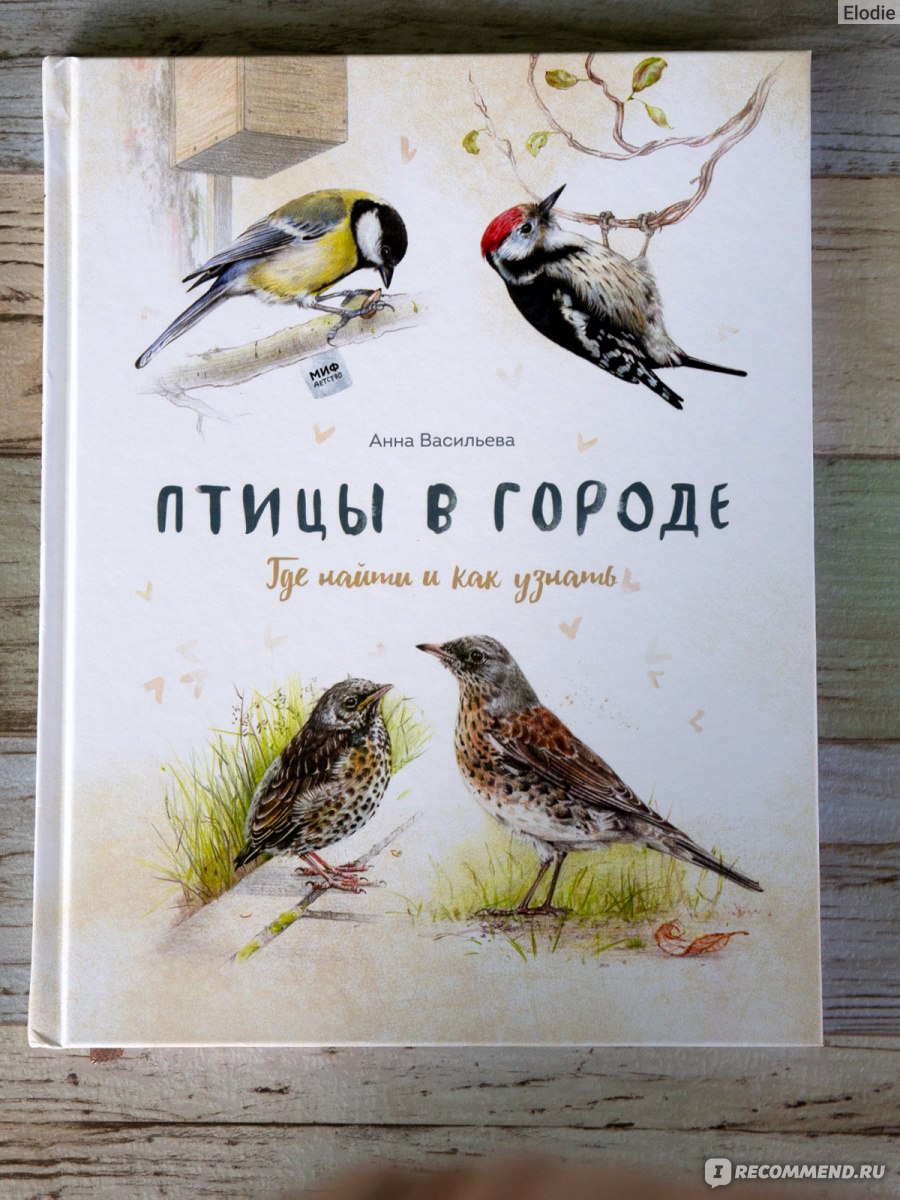 Птицы в городе. Где найти и как узнать. Васильева Анна - «Книга, с которой  птиц можно не только рассмотреть, но и послушать» | отзывы