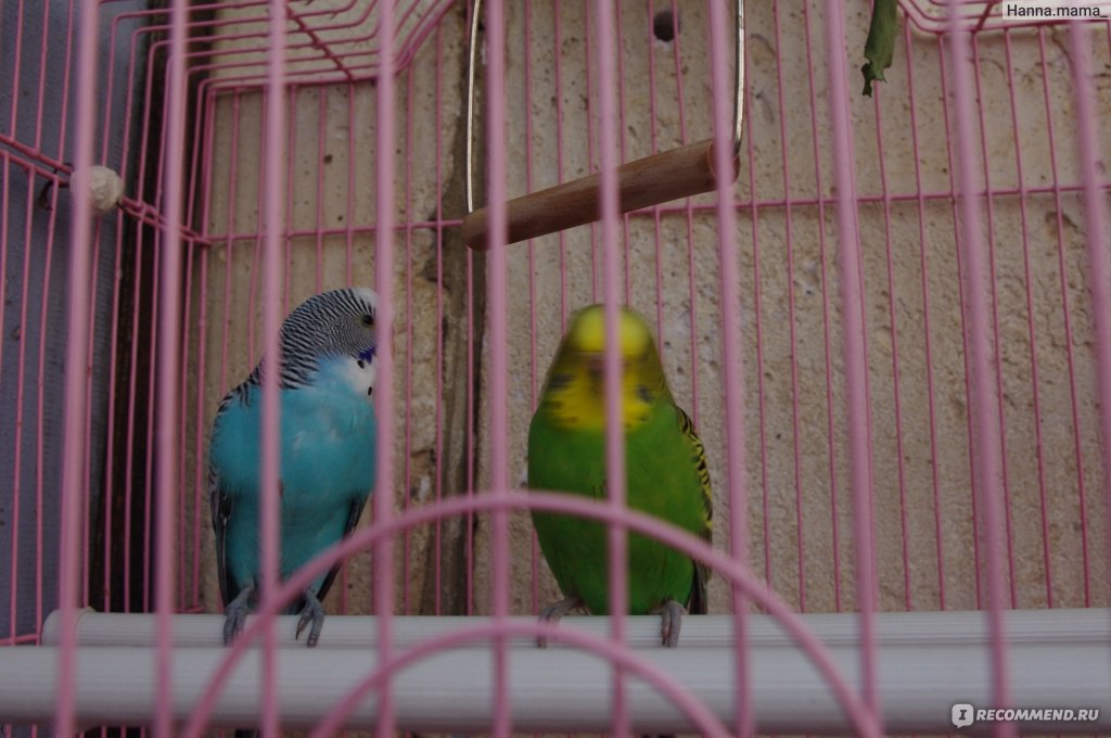 Волнистые попугаи: разведение