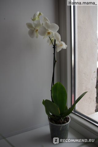 Не цветет орхидея? Ищем причину