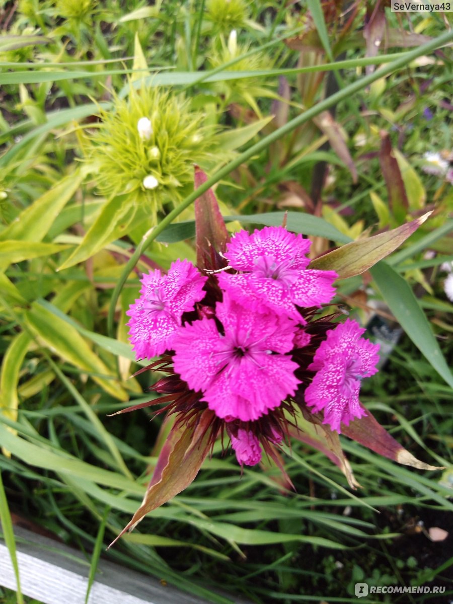 Турецкая гвоздика ( Dianthus barbatus) - «Чудесная, воздушная и резная  кисея соцветий гвоздики!» | отзывы