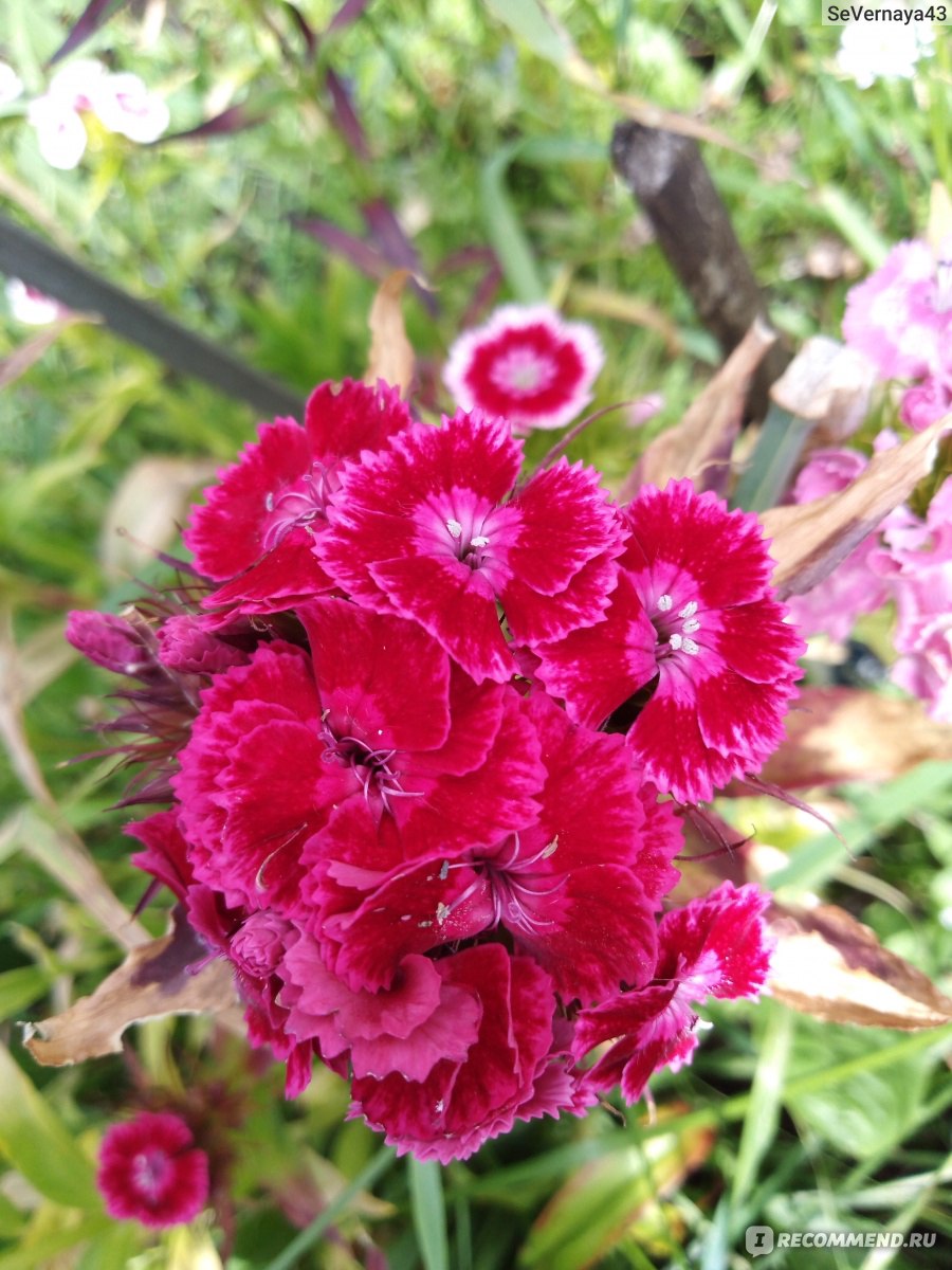 Турецкая гвоздика ( Dianthus barbatus) - «Чудесная, воздушная и резная  кисея соцветий гвоздики!» | отзывы