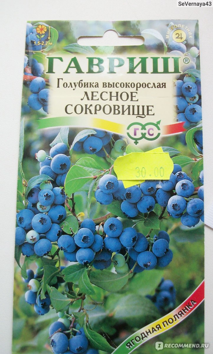 Голубика садовая (Vaccinium corymbosum) - «Голубика - выращивание семенами.Хорошая идея или бесполезная трата времени и сил? Мой опыт выращивания:ГАВРИШ Голубика высокорослая \