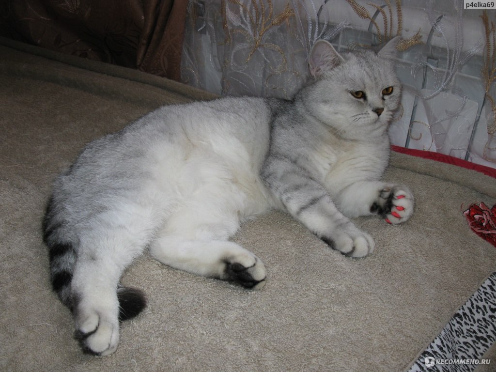 Корм для кошек Royal Canin British Shorthair для Британцев - «Отличный корм  для кошки,которая исключительно на сухом корме» | отзывы