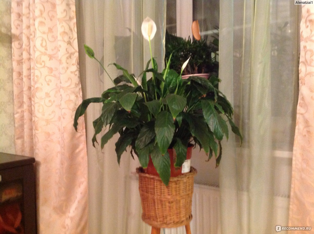 Спатифиллум / Spathiphyllum - «Женское счастье, символ самый подходящий.» |  отзывы