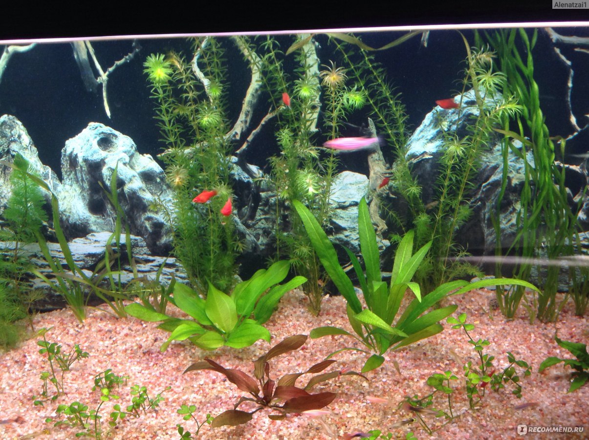 Аквариумный фильтр/аквариумные растения