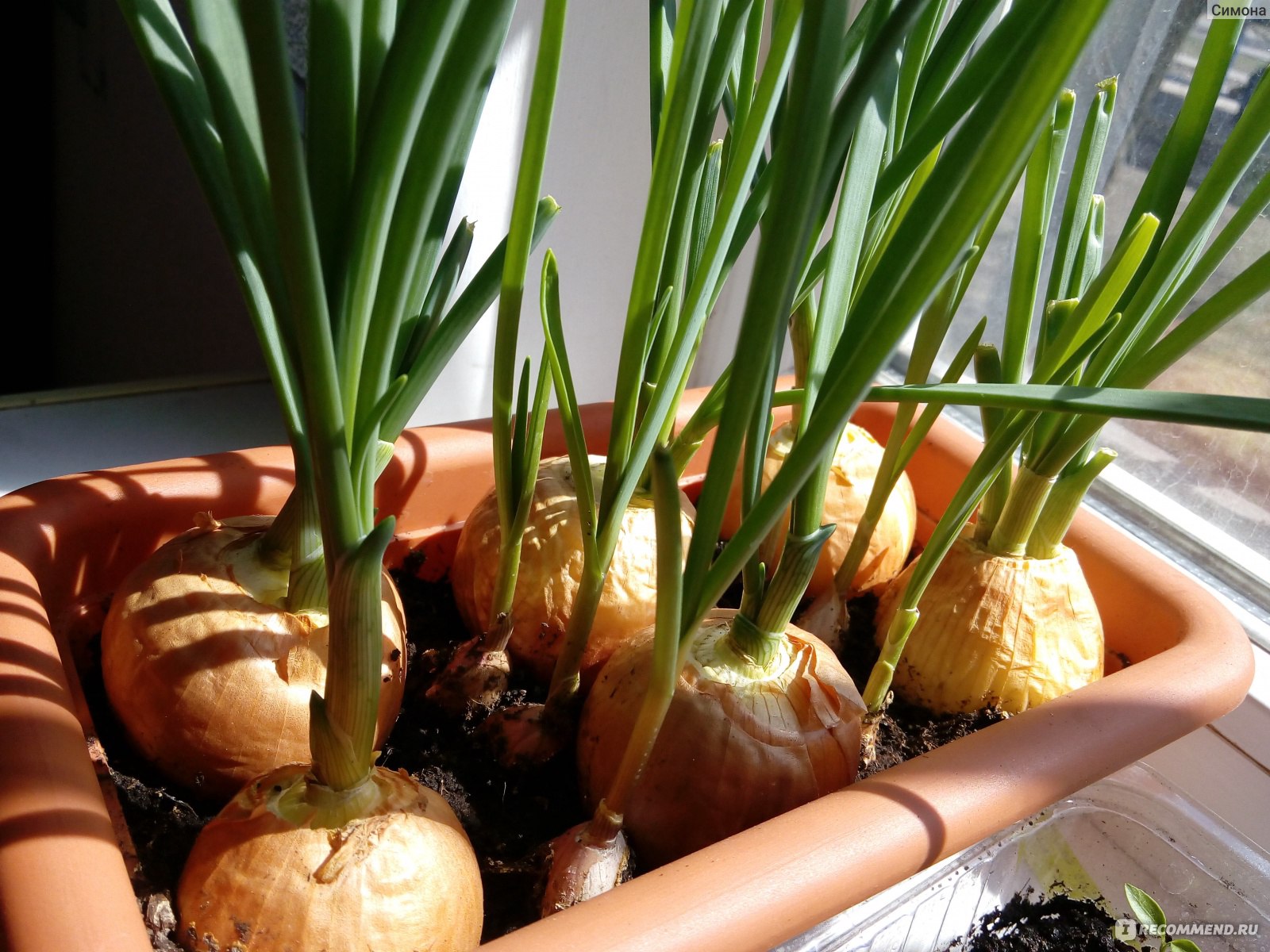 Как посадить лук севок дома на подоконнике