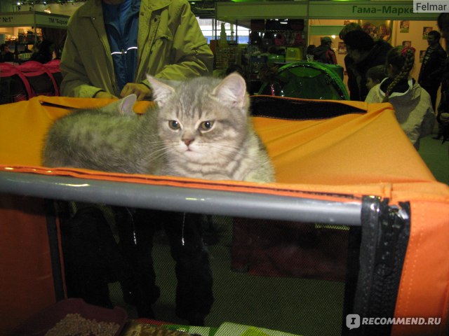 Выставочная палатка для кошки. Как выбрать?