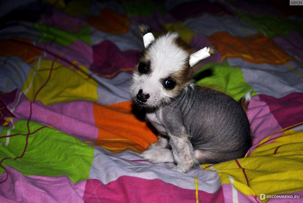 Китайская хохлатая собака - голая | Премиум Фото