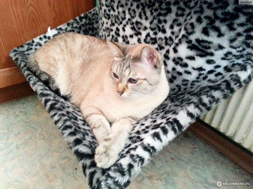Гамак для кошек Trixie на радиатор - «Большая версия гамака для больших  котов (48х30х38см). Много фото!» | отзывы
