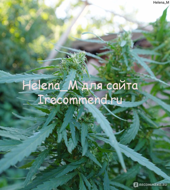 коноплю грызет