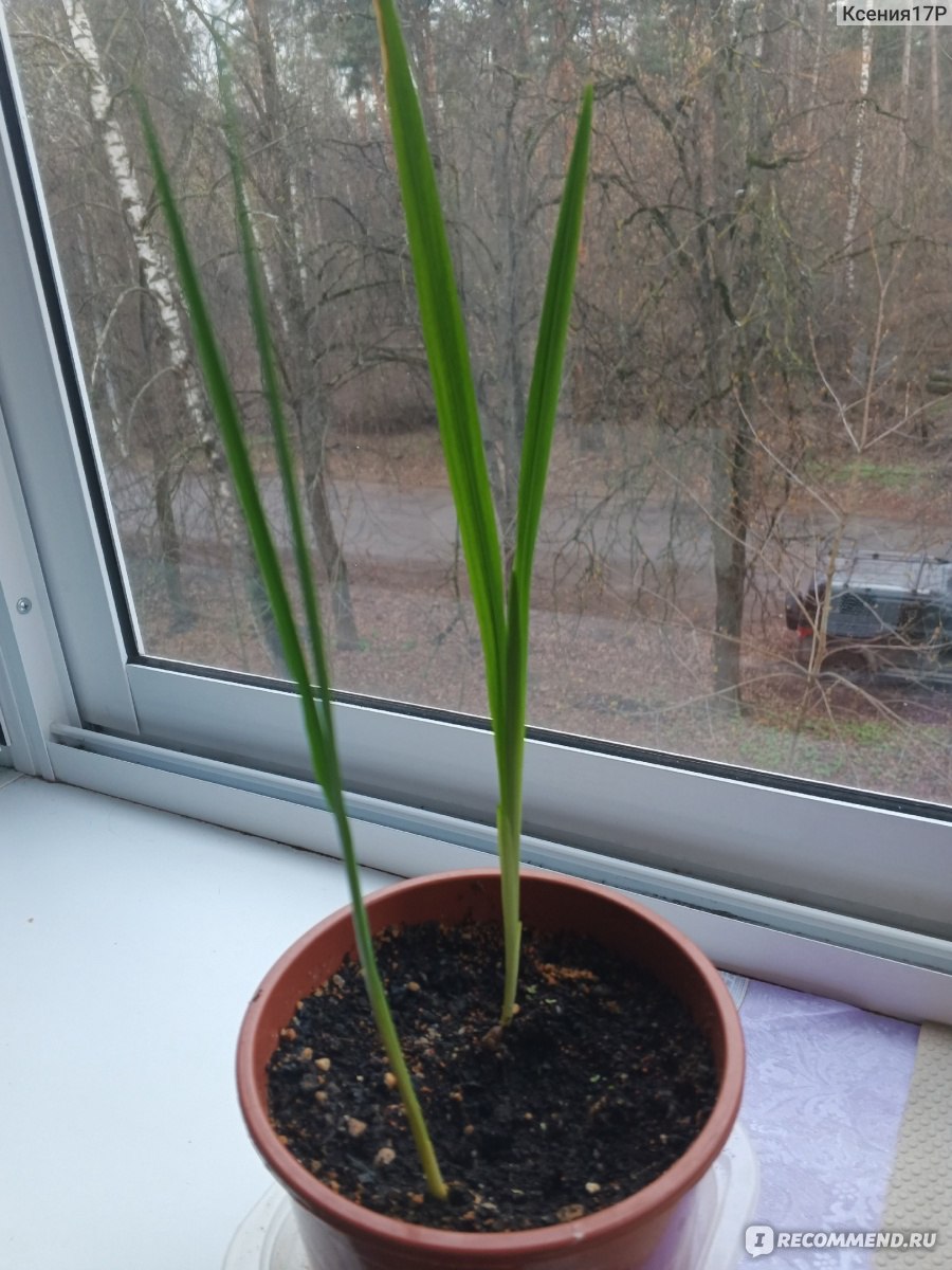 Ацидантера двухцветная ( Acidanthera bicolor ) - «Как я пробовала выращивать  Ацидантеру дома в горшке.» | отзывы