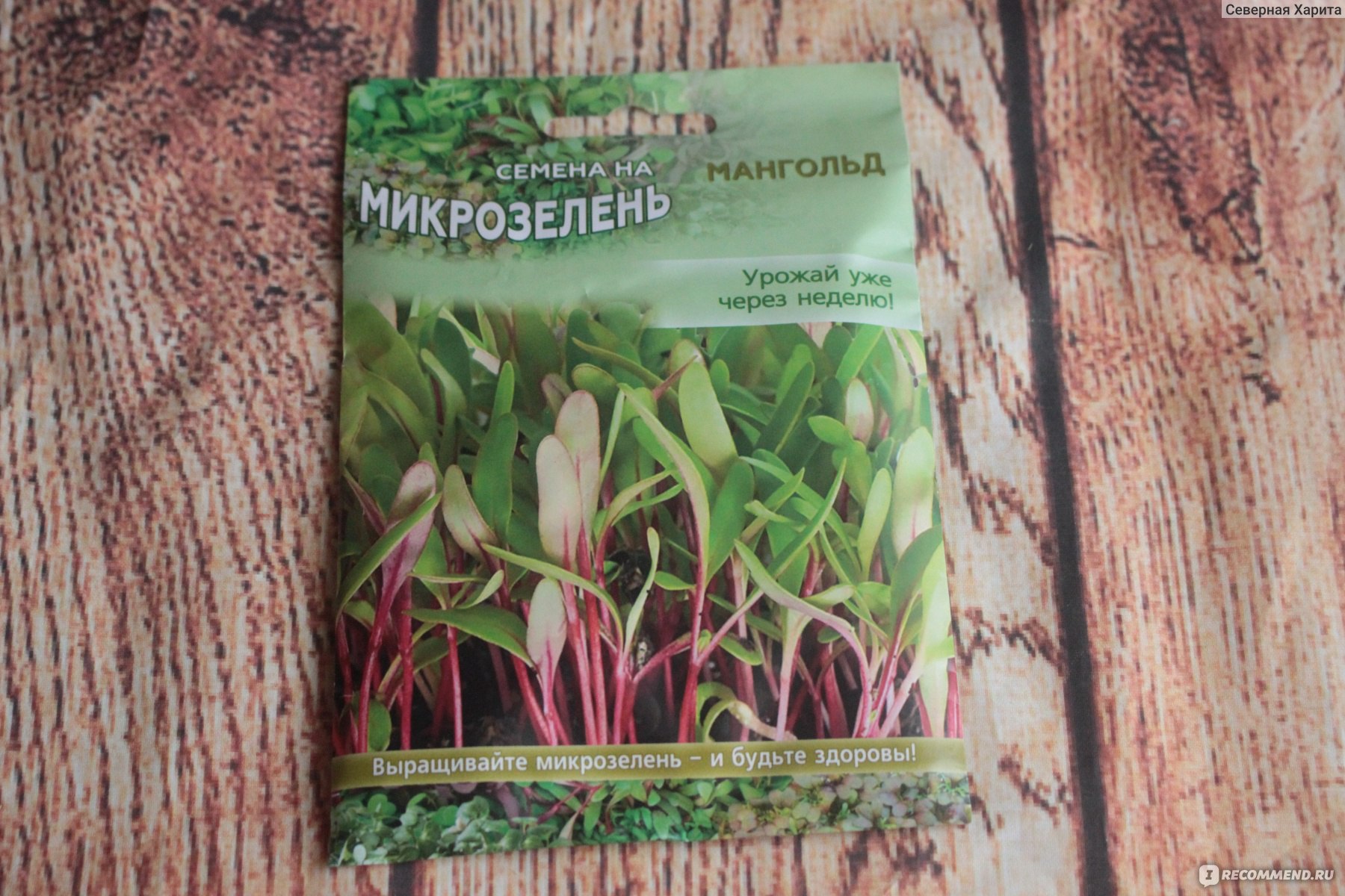 Семена Микрозелень мангольд красный от Агросемфонд Производственнаясеменная компания - «Мангольд выращивание в виде микрозелени. Вкусная\