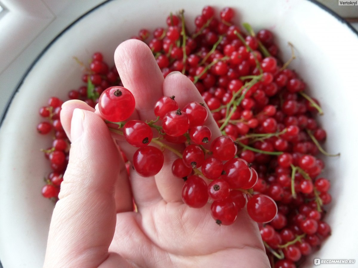 Ягода Смородина Красная - «Красная смородина - ягода с кислинкой. Вкусная и  полезная!» | отзывы