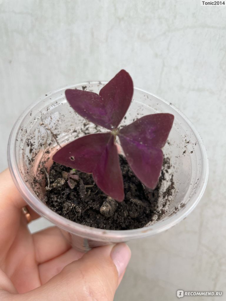 Кислица треугольная (Oxalis triangularis) - « Эффектное и необычное  растение. Как мой оксалис из одного листа за сезон вырос в целый куст.» |  отзывы