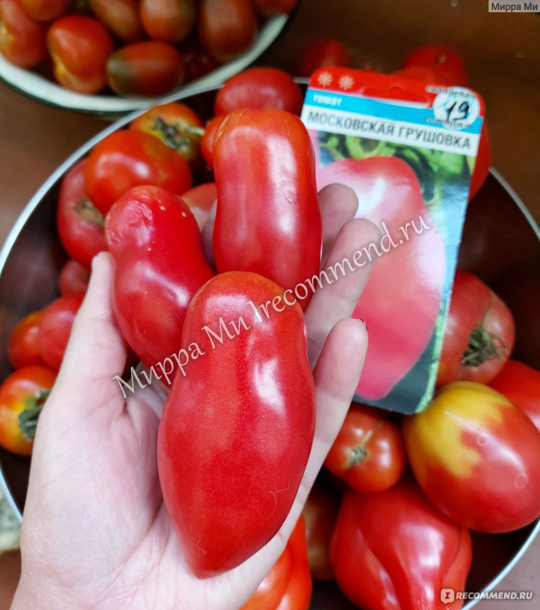сорт помидор грушовка фото